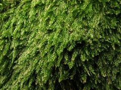 Plagiothecium nemorale