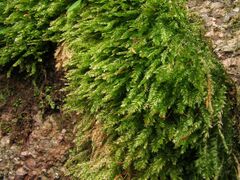 Plagiothecium nemorale