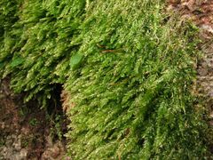 Plagiothecium nemorale