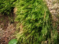 Plagiothecium nemorale