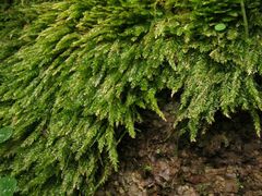 Plagiothecium nemorale