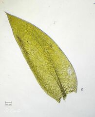 Plagiothecium nemorale