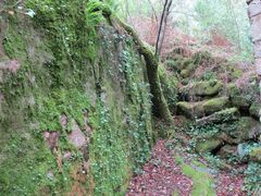 Plagiothecium nemorale