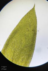 Plagiothecium nemorale