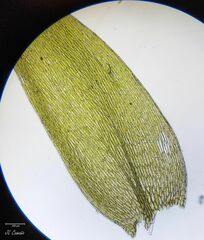 Plagiothecium nemorale