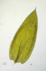 Plagiothecium nemorale