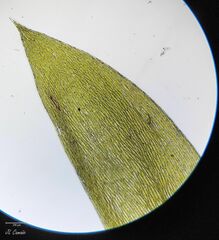 Plagiothecium nemorale