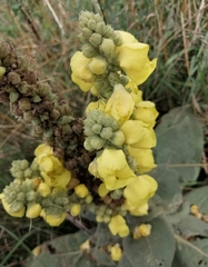Verbascum densiflorum