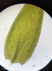 Plagiothecium nemorale