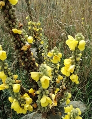Verbascum densiflorum