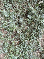 Ichnanthus pallens