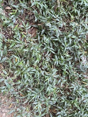 Ichnanthus pallens