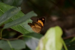 Cupha prosope