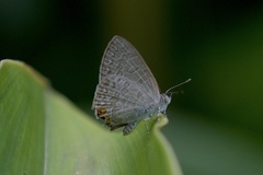 Catopyrops florinda