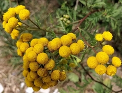 Tanacetum vulgare