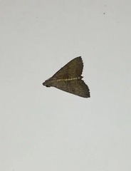Nodaria externalis
