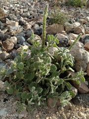 Lafuentea rotundifolia