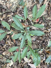 Ardisia cornudentata morrisonensis