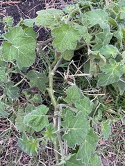 Solanum viarum