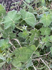 Solanum viarum