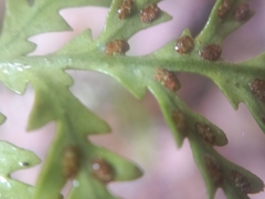 Notogrammitis heterophylla