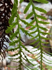 Notogrammitis heterophylla