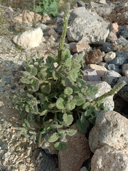 Lafuentea rotundifolia