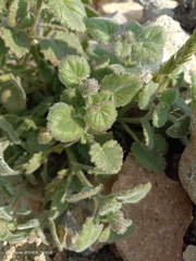 Lafuentea rotundifolia