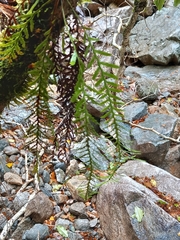 Notogrammitis heterophylla