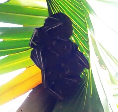 Cynopterus sphinx