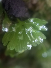 Hymenophyton flabellatum