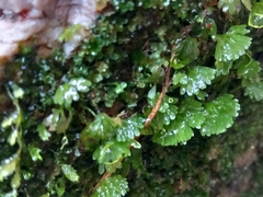 Hymenophyton flabellatum
