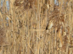 Emberiza schoeniclus