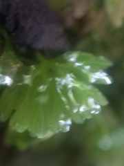 Hymenophyton flabellatum