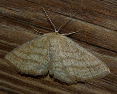Scopula virgulata
