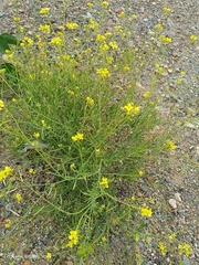 Diplotaxis harra lagascana