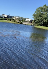 Poliocephalus rufopectus