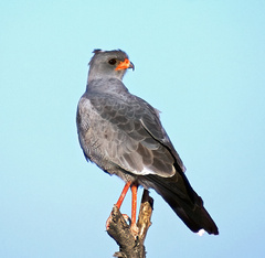 Melierax canorus canorus