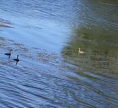 Poliocephalus rufopectus