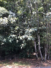 Homalanthus populifolius