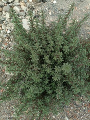 Forsskaolea tenacissima