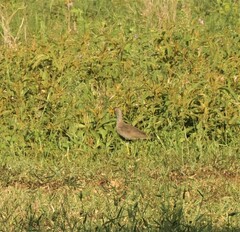 Vanellus senegallus
