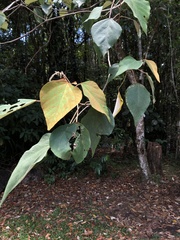 Homalanthus populifolius