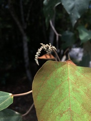 Homalanthus populifolius