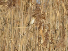 Emberiza schoeniclus
