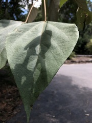 Homalanthus populifolius