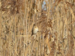 Emberiza schoeniclus