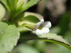 Bacopa crenata