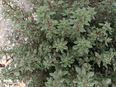 Forsskaolea tenacissima
