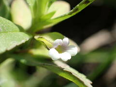 Bacopa crenata